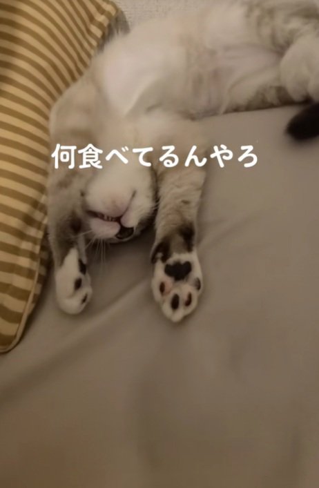 イーてするねこ