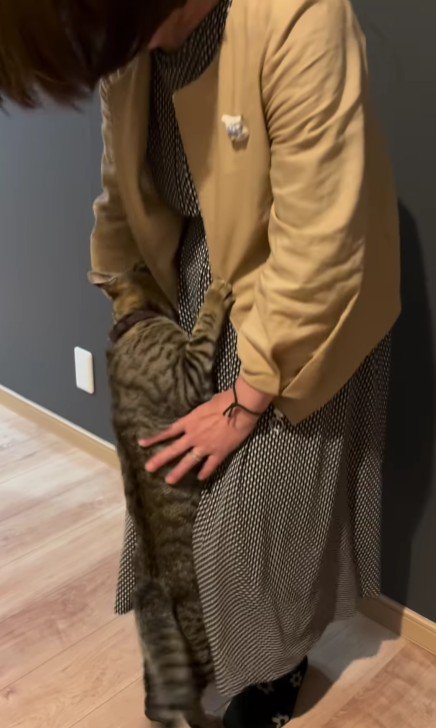 女性に甘える猫