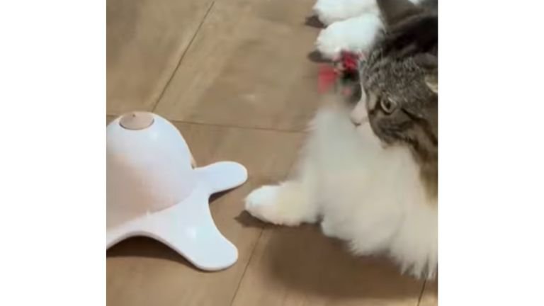 猫と電動オモチャ