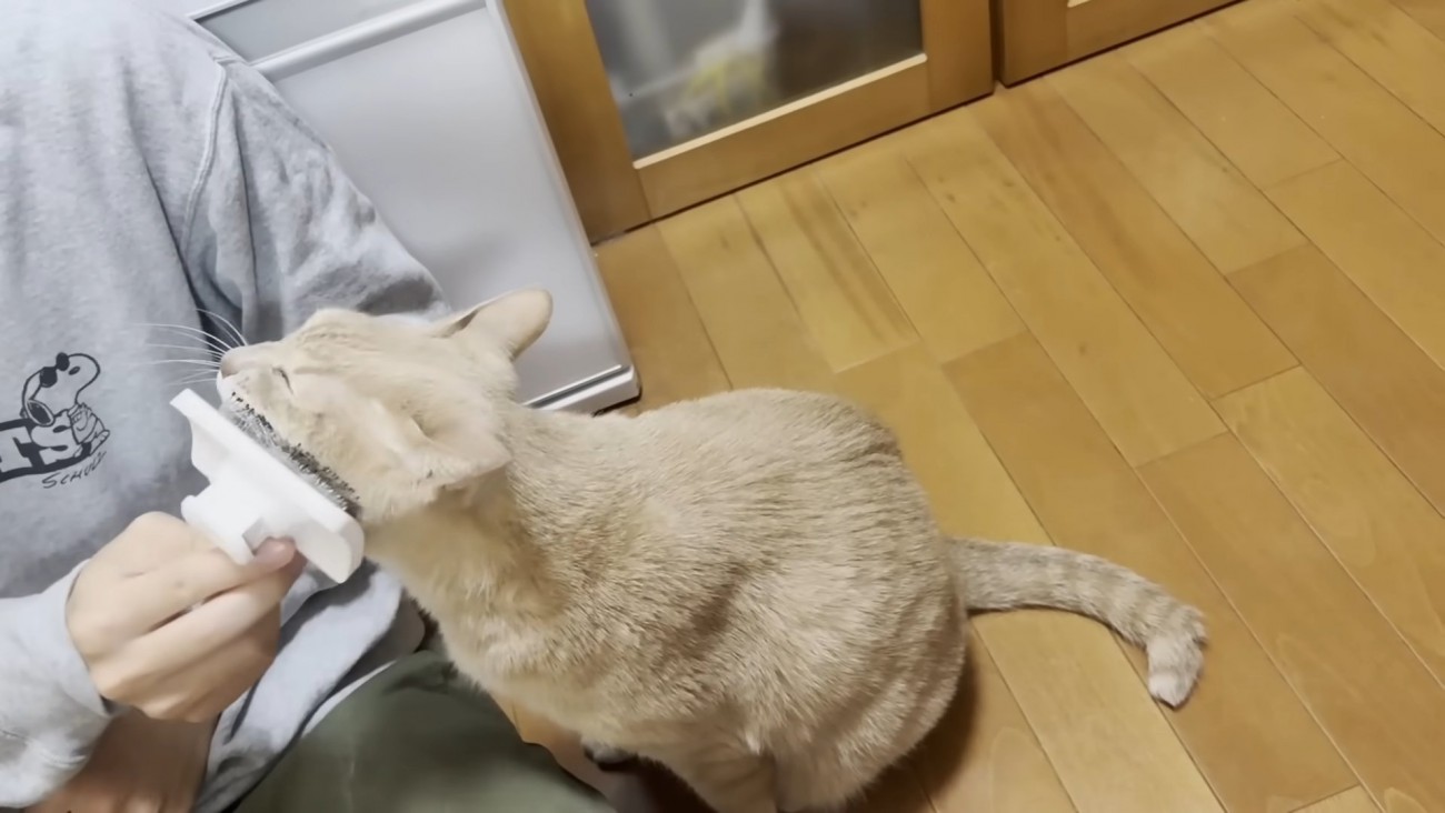 左頬のブラッシングを受ける猫