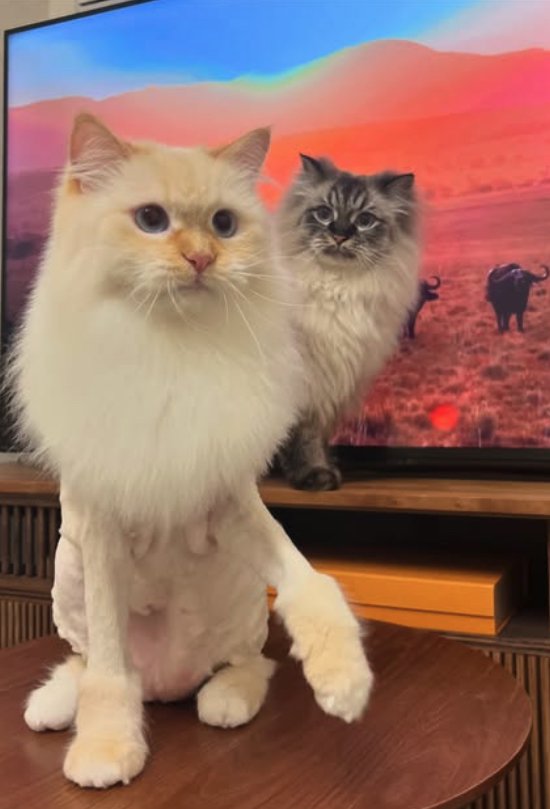 ライオンカットされた猫を背後から見つめる猫