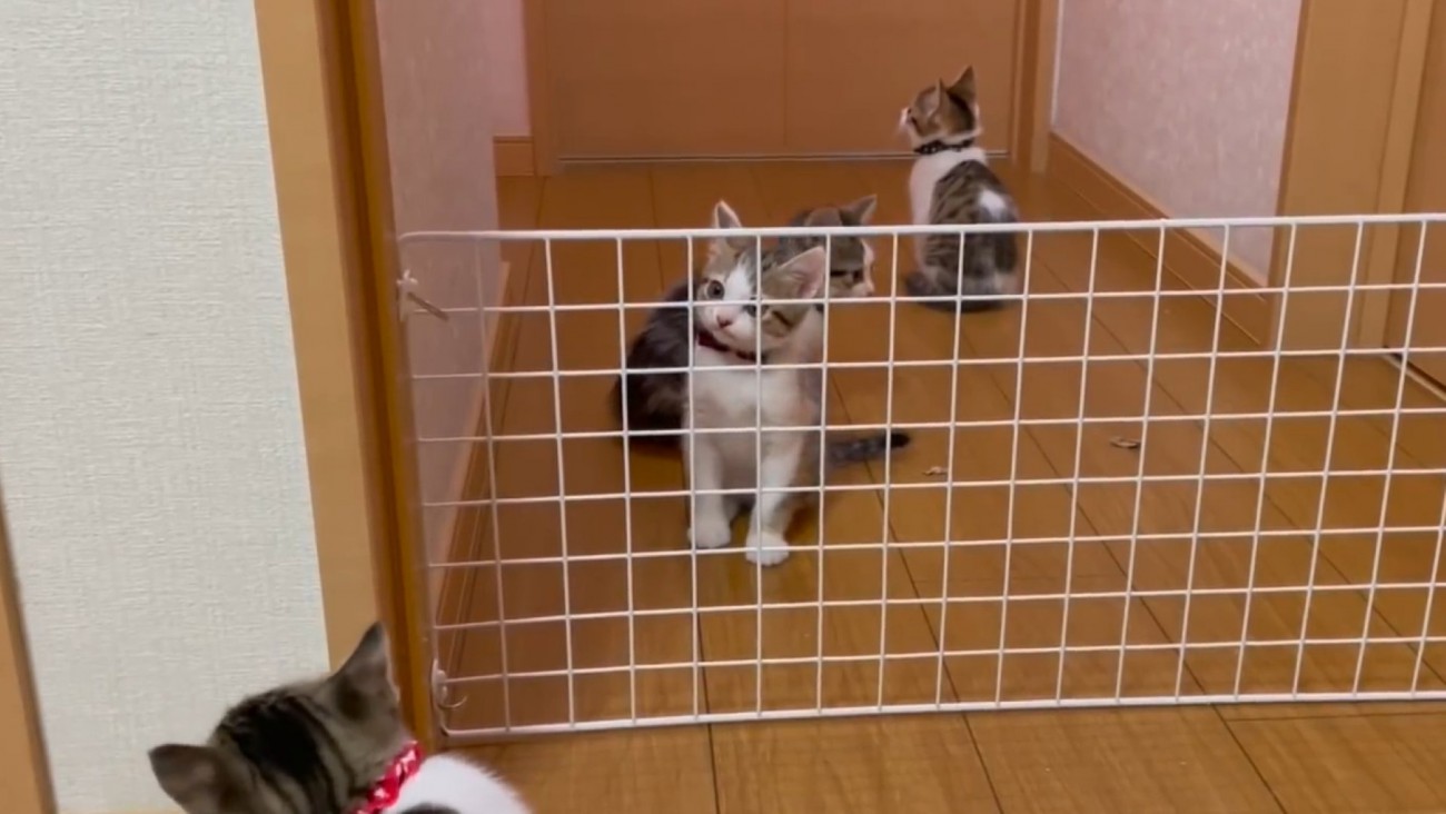 柵の向こう側で首をかしげる子猫