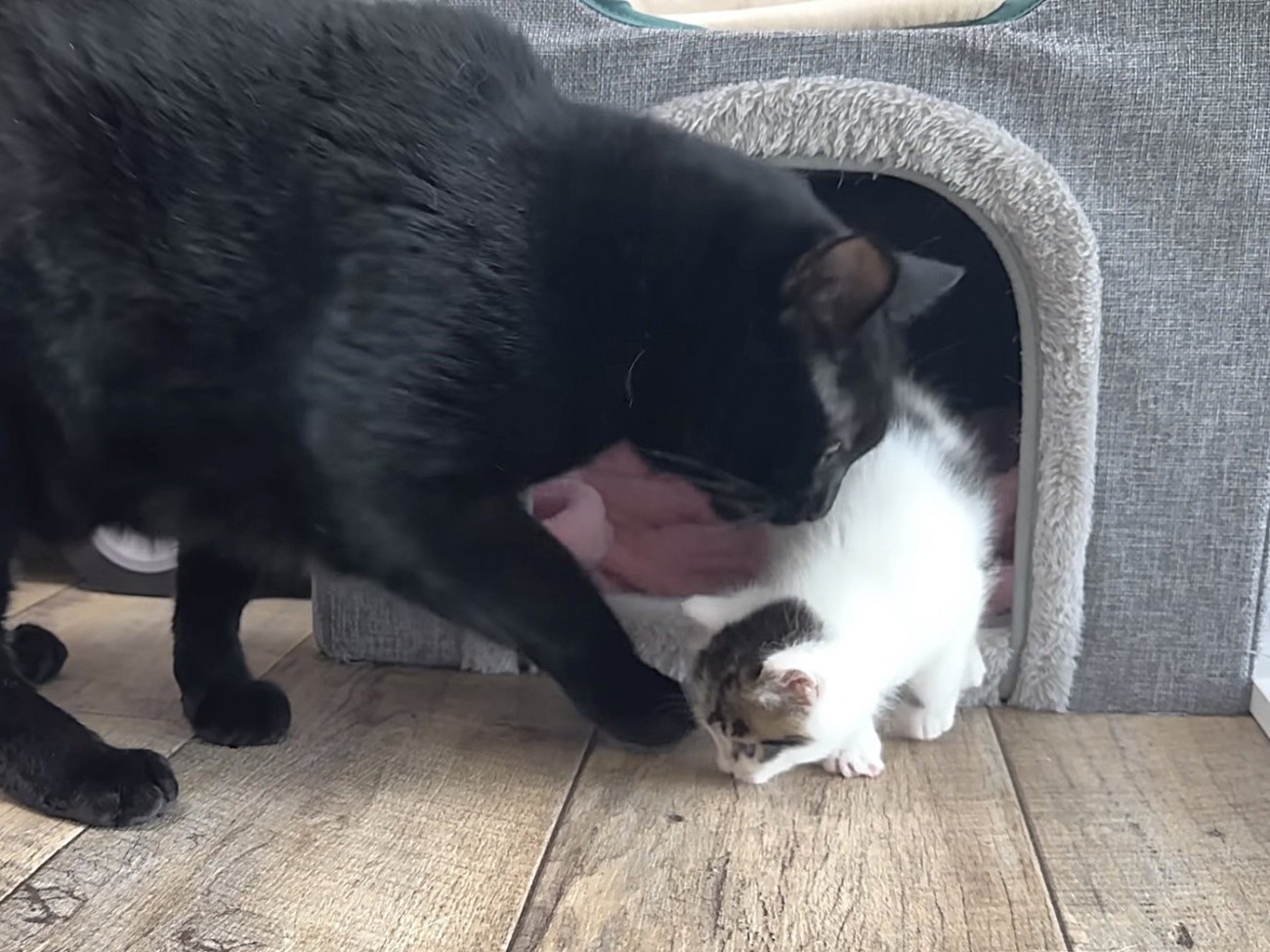 子猫を追いかける黒猫