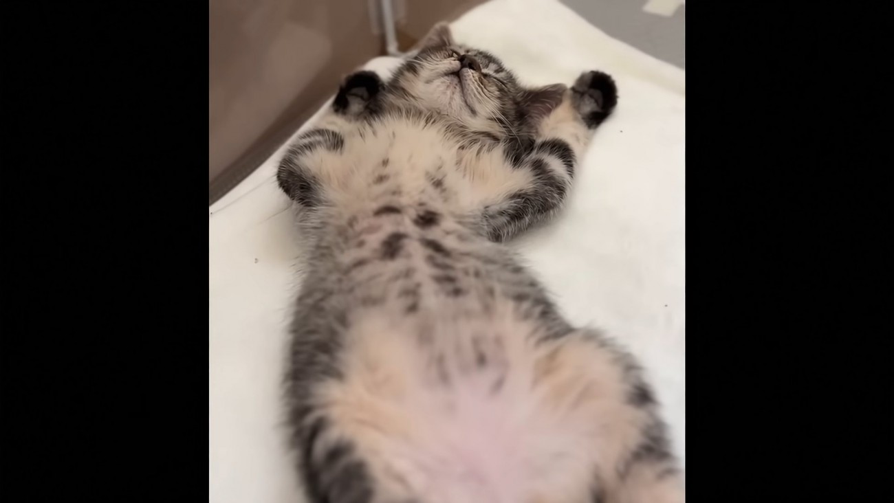 仰向けの子猫