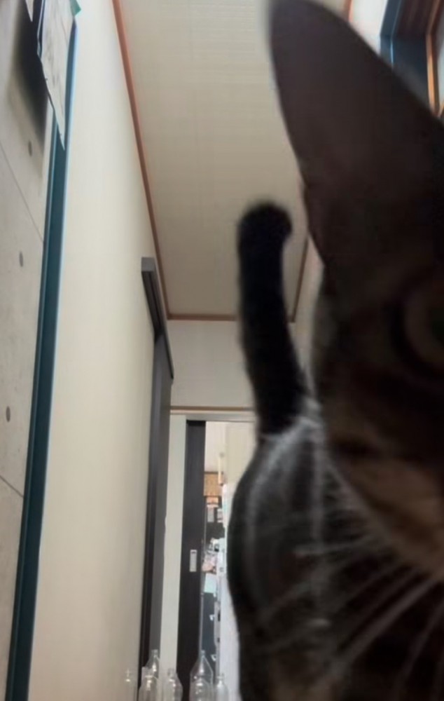 カメラに近づくキジトラ猫