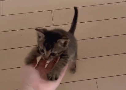 手にのぼる子猫