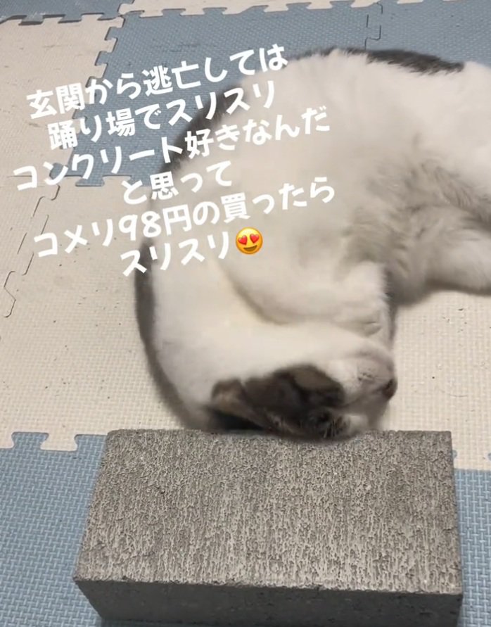 喜ぶ猫