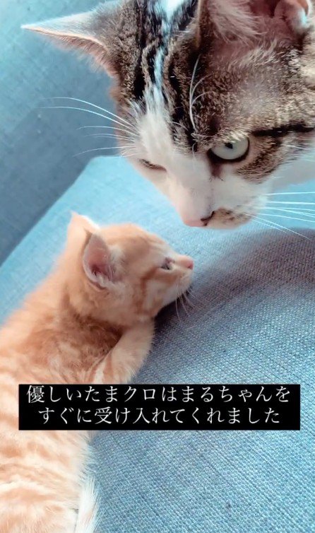 先住猫と子猫