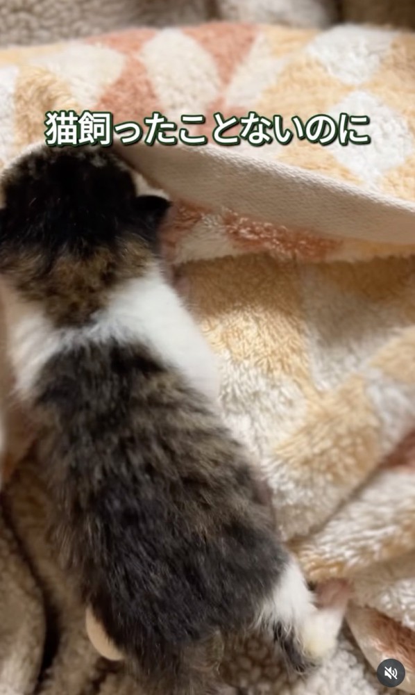 歩き回る赤ちゃん猫