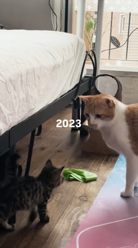 見つめ合う子猫と茶白猫