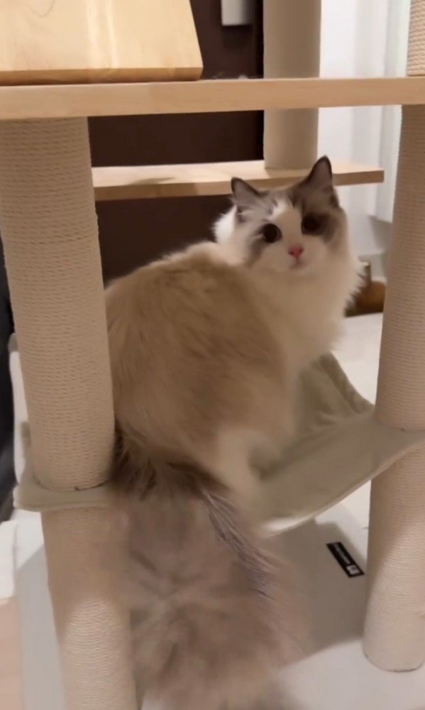 ハンモックで座る猫