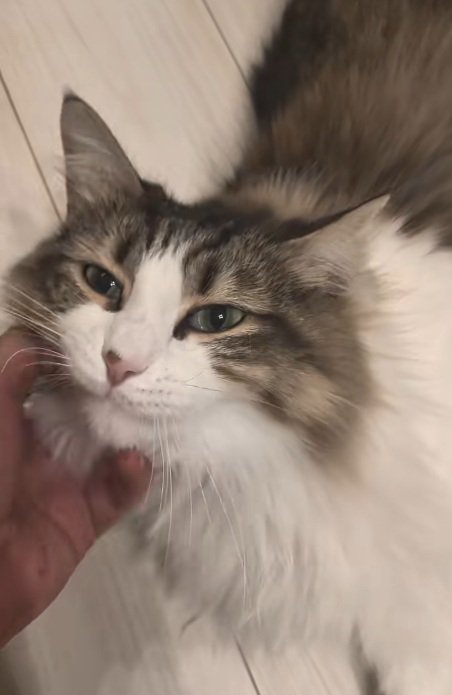 あごをなでられているノルウェージャンフォレストキャット
