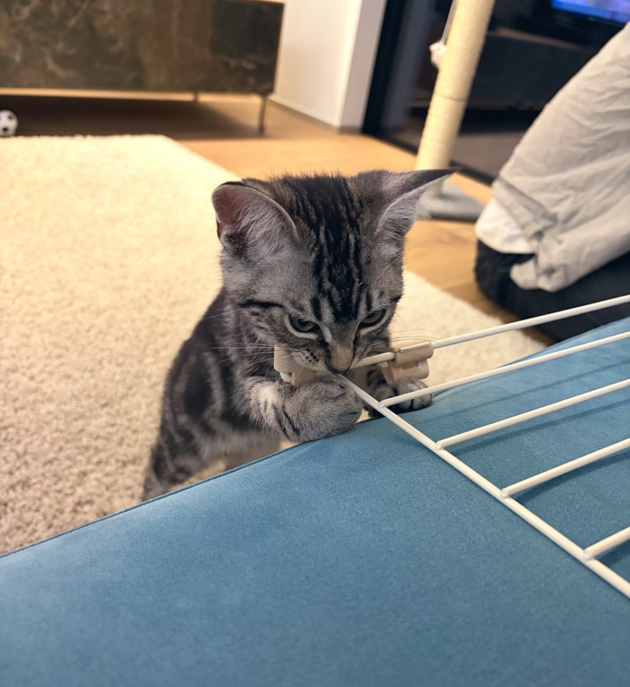 ケージの扉をかじる子猫