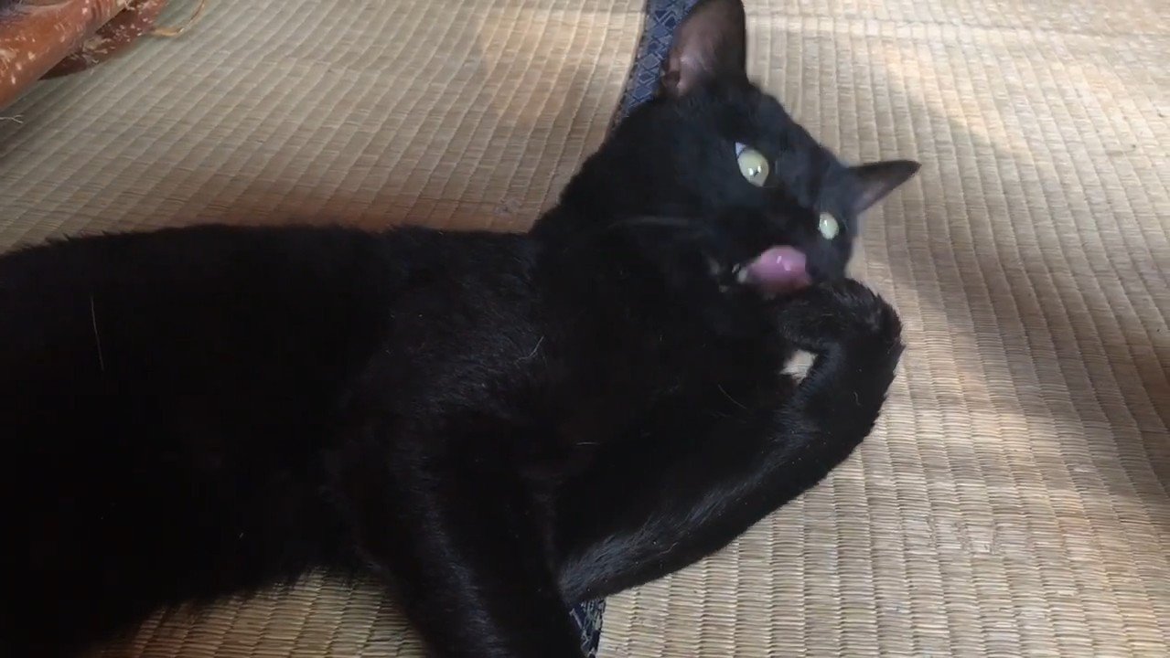 毛づくろい