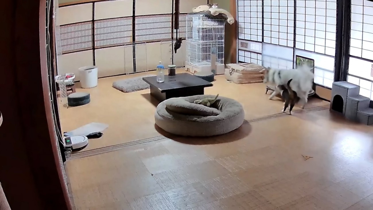 犬に寄り添う猫の写真