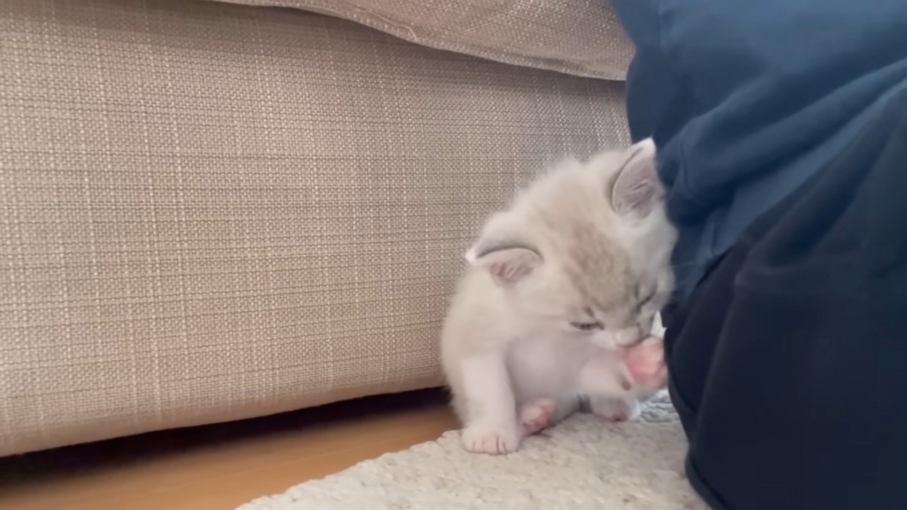 毛づくろいをする猫