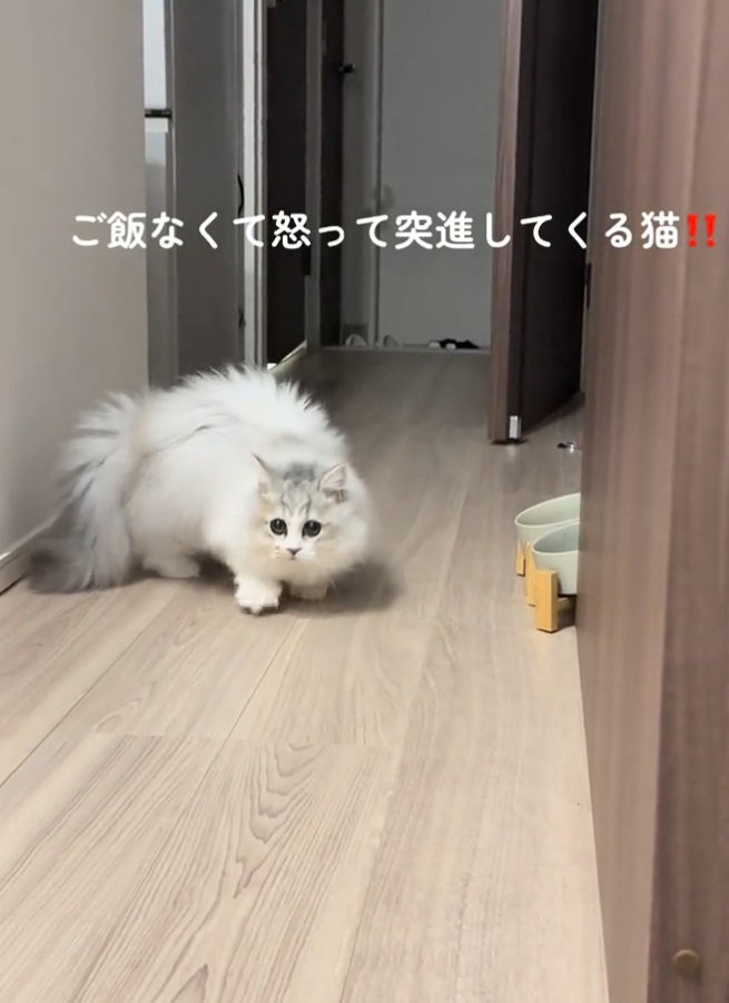 じわじわ寄ってくる猫