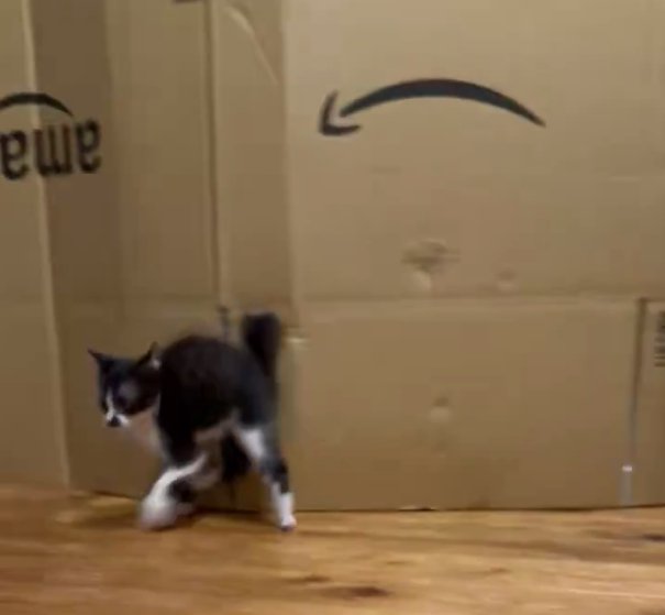 ダンスをするような子猫2