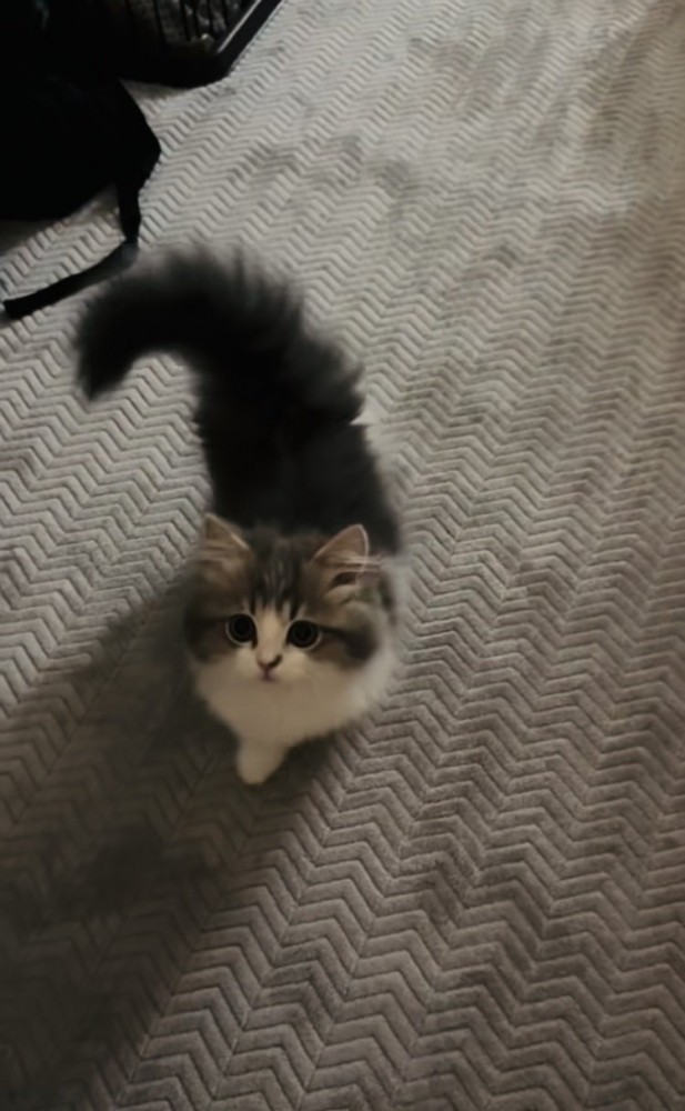 ママさんのもとに駆けてくる子猫