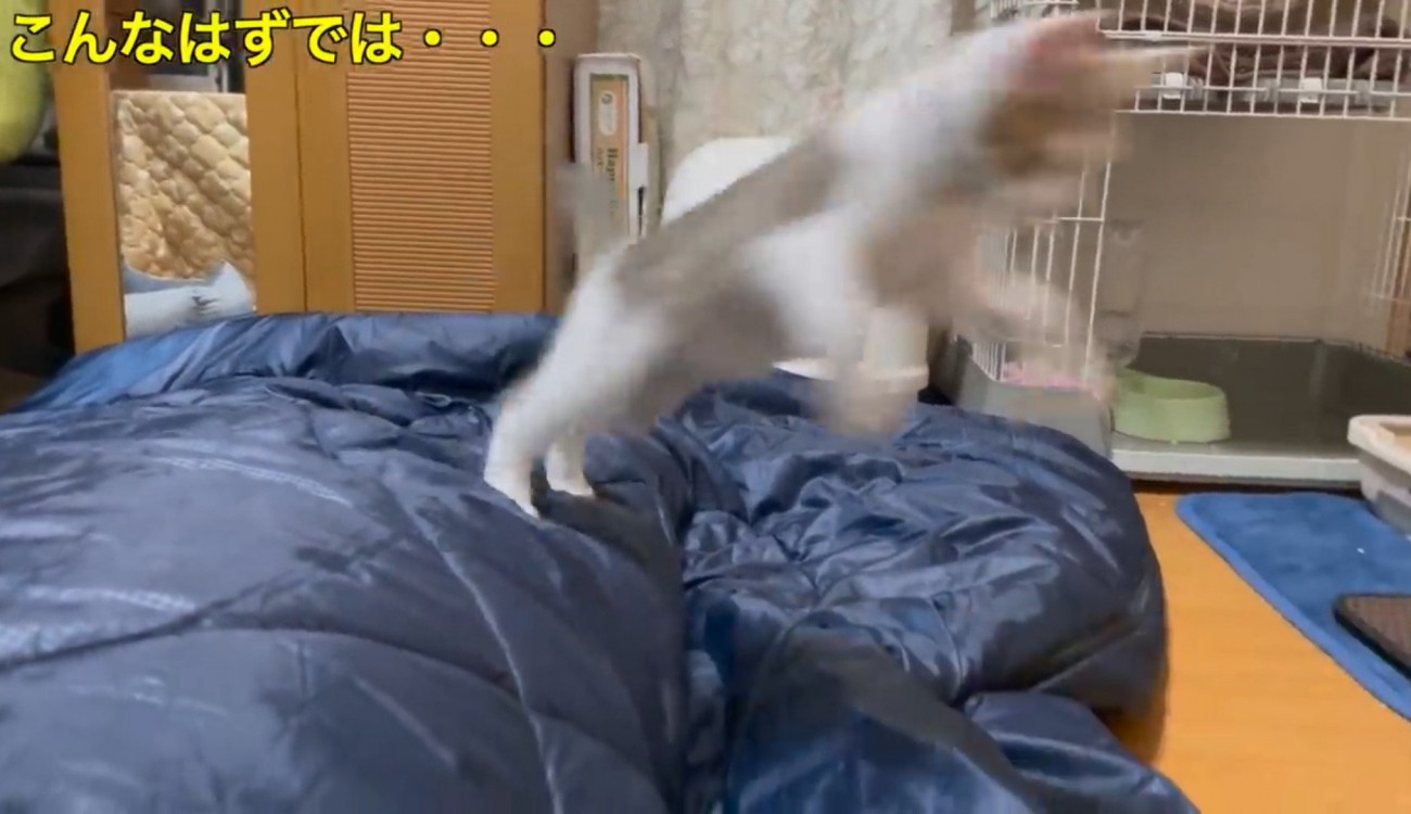 寝ている飼い主の上からジャンプする子猫