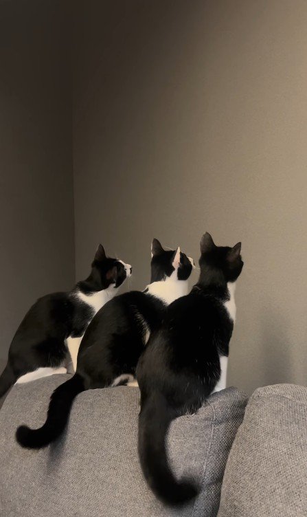 壁を見ている3匹の猫
