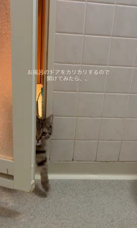 お風呂場に入ってくる猫