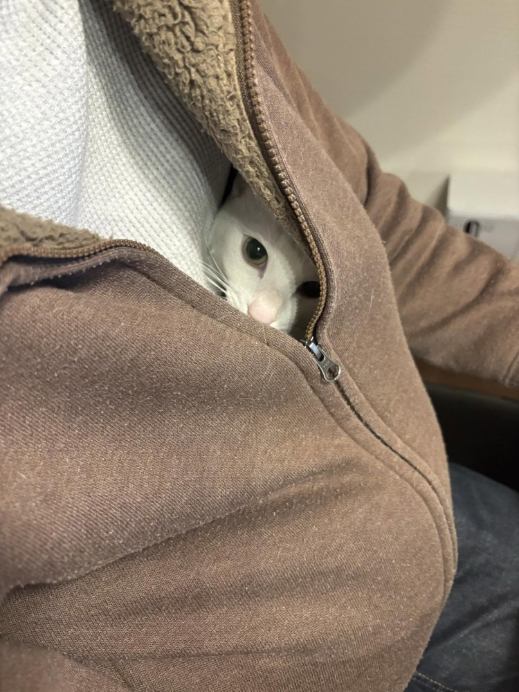 服の中からカメラの方を見る猫