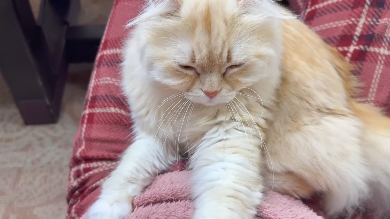 ママさんに乗るさつきちゃん