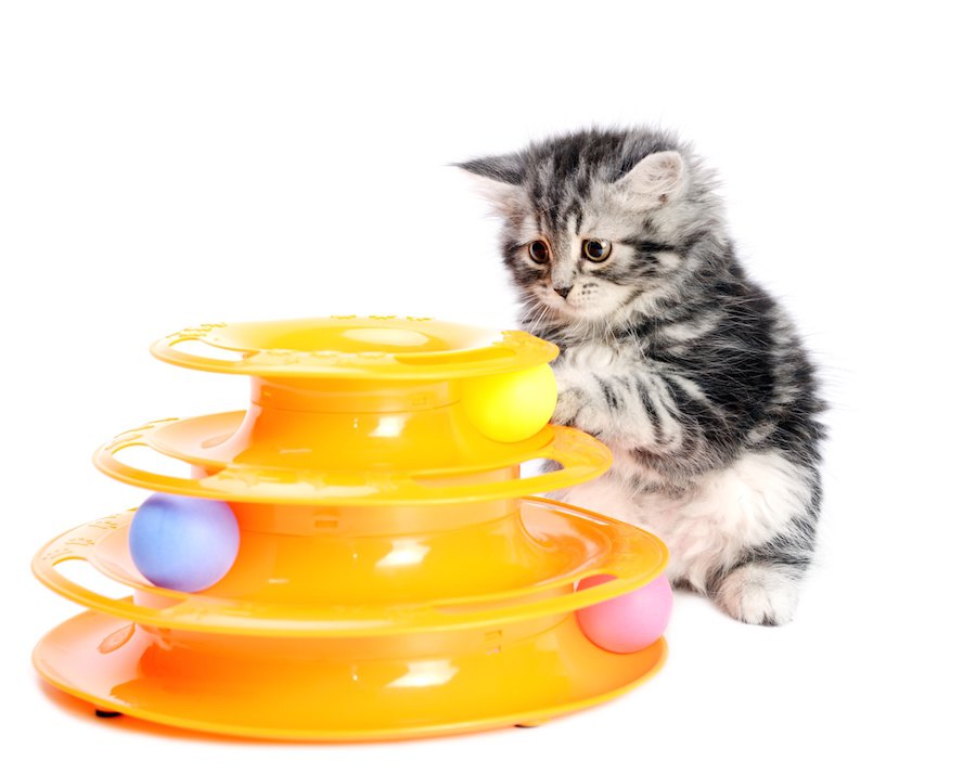 Amazonで人気のある猫のおもちゃ5選！