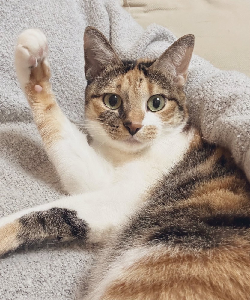 現在のこはくちゃん