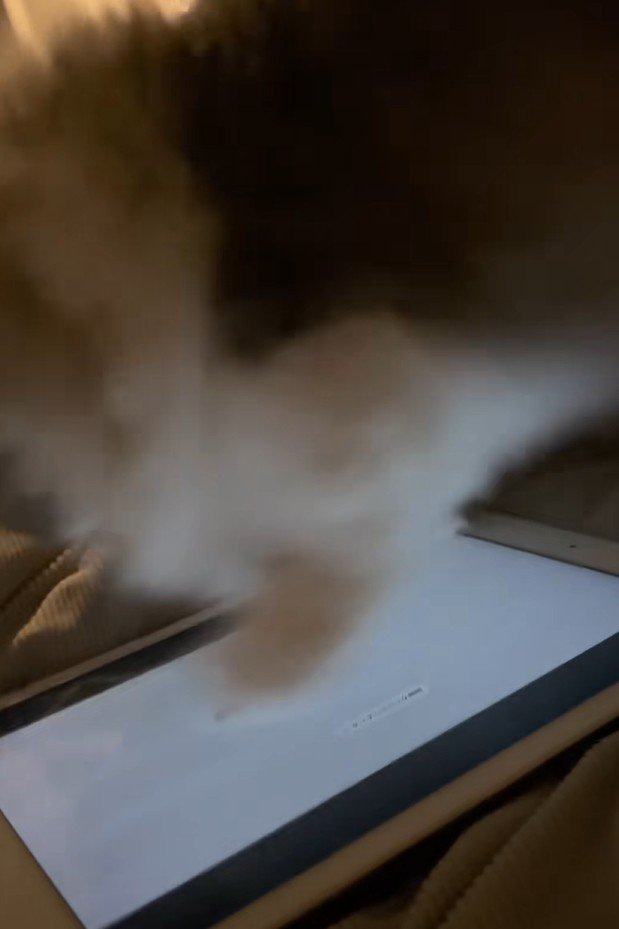 画面上のネズミを仕留めた猫