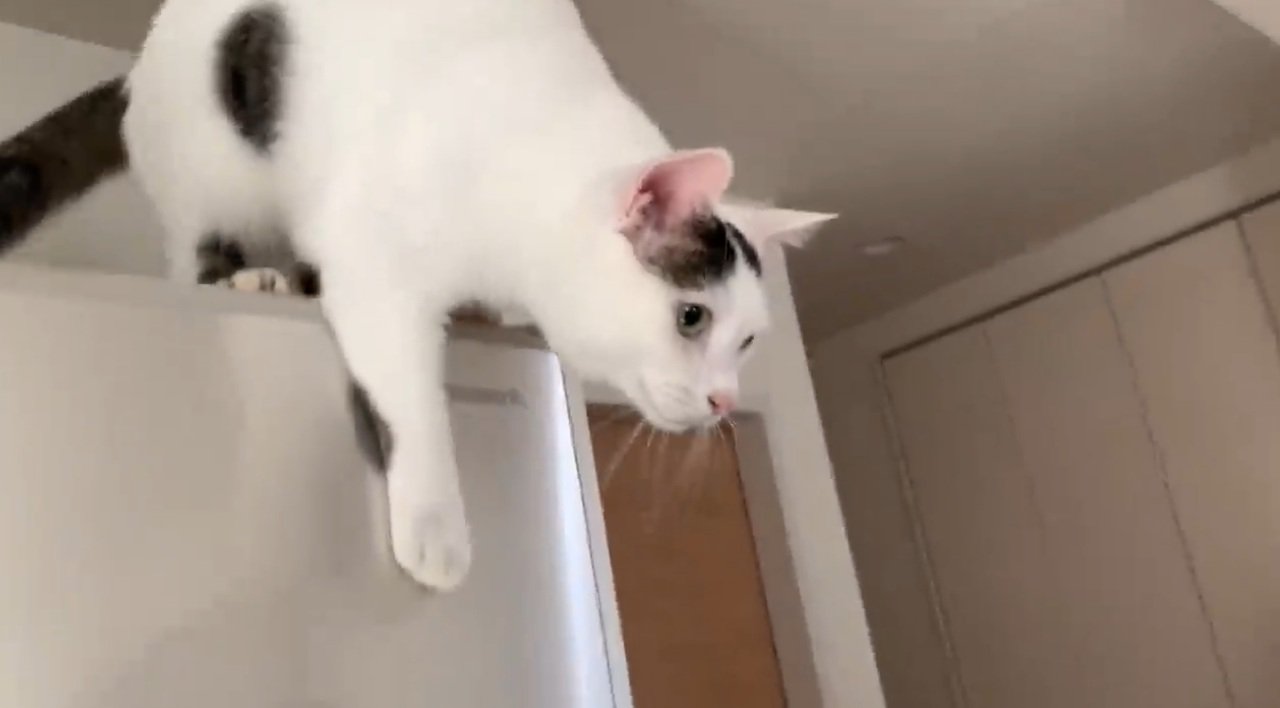 冷蔵庫の上から降りる猫