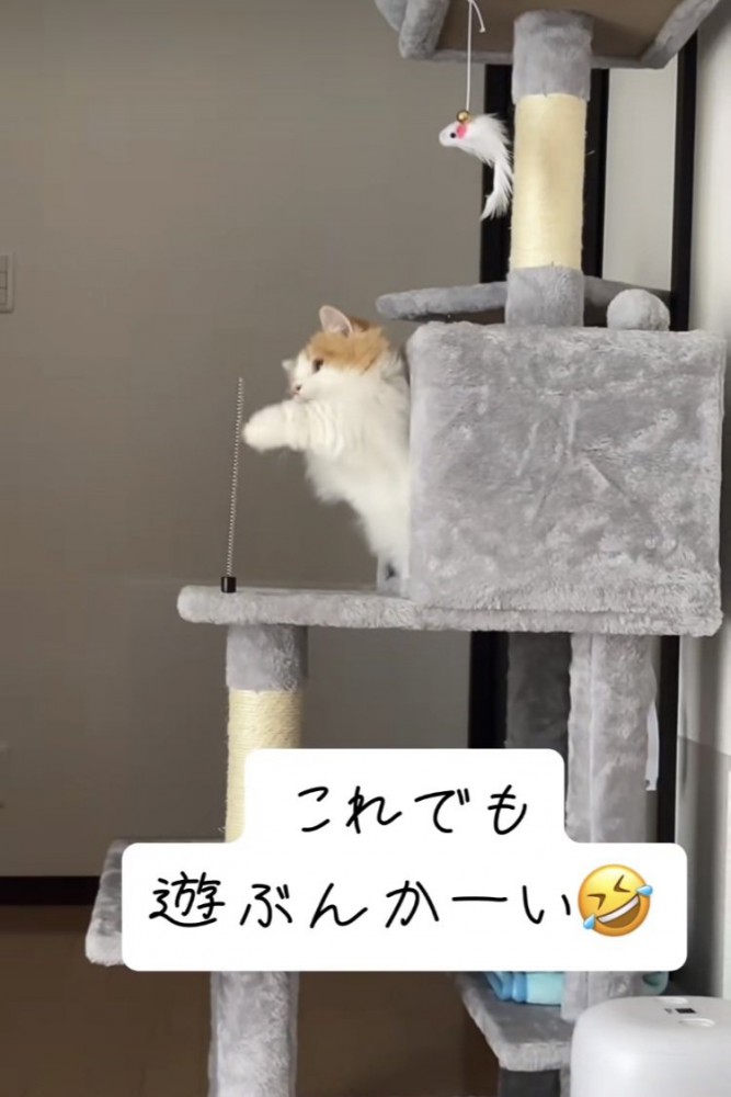 バネに猫パンチをするミヌエット