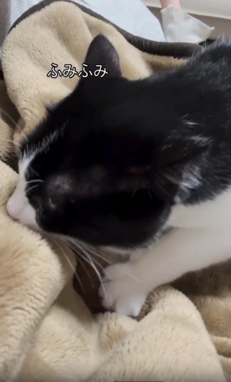 毛布をふみふみする猫