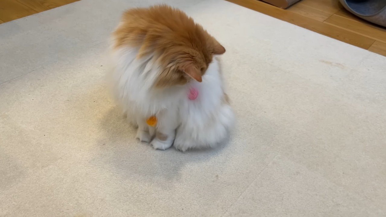 自分の体を見るぽてちくん