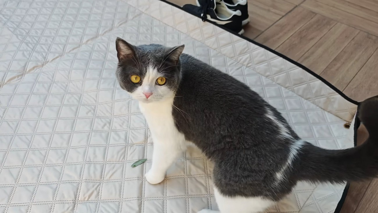 振り向いたビビちゃん