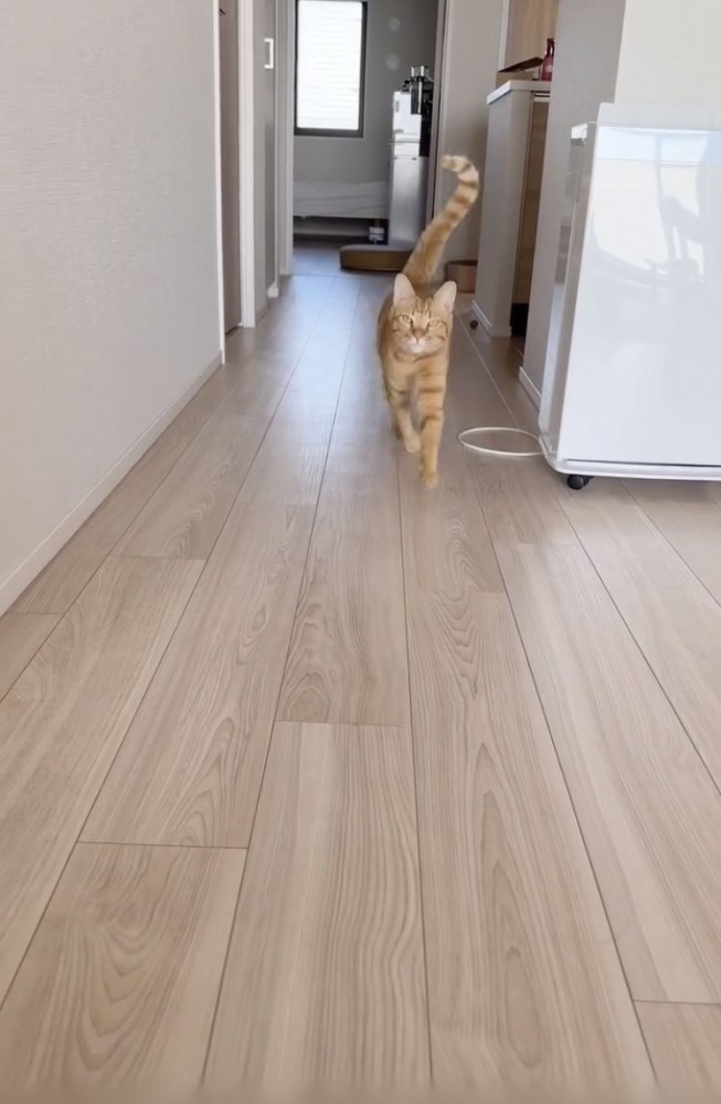 飼い主さんのほうに走ってくる茶トラ猫