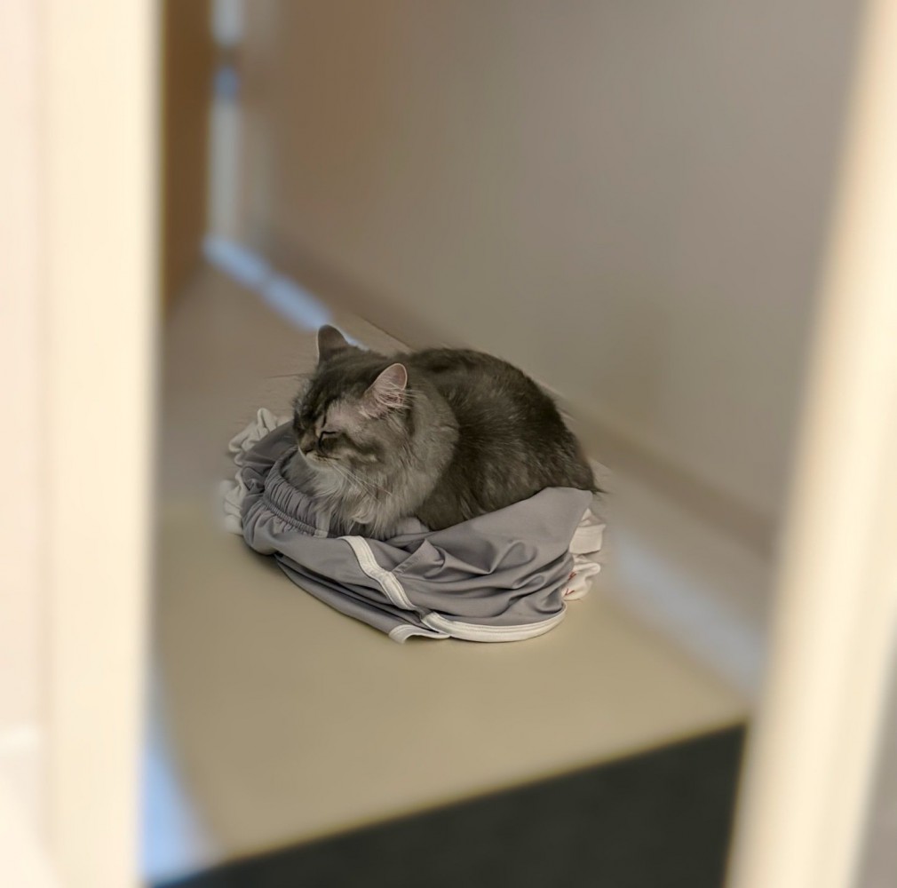 服の上に座る猫