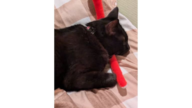 室内にいる猫