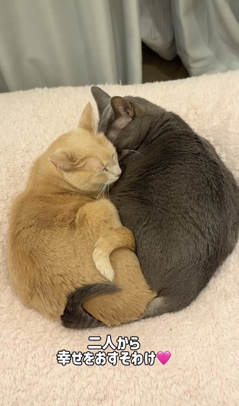 ピッタリとくっついて寝ている2匹の猫