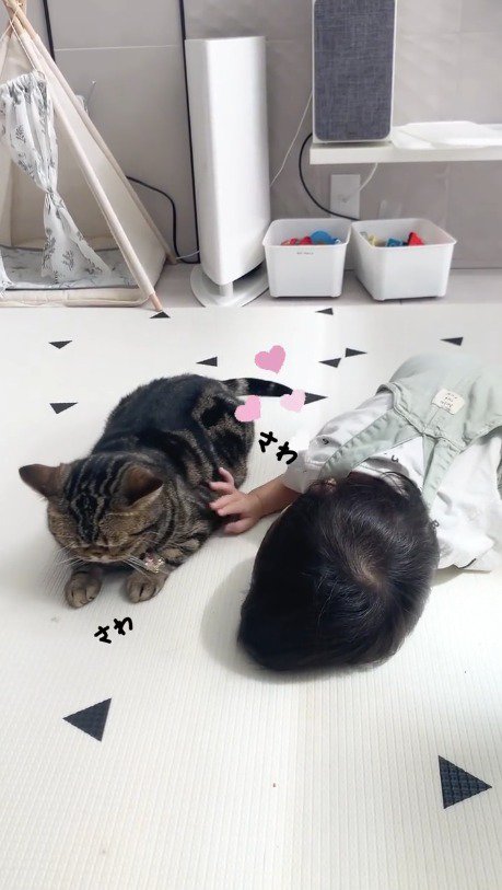 猫の体を触る赤ちゃん