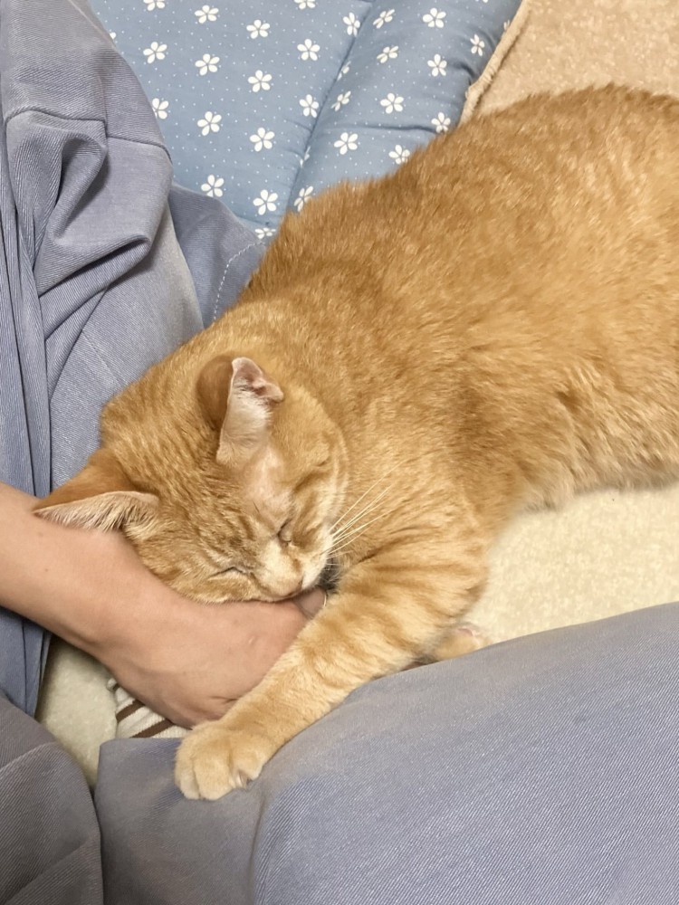 人にくっつく猫