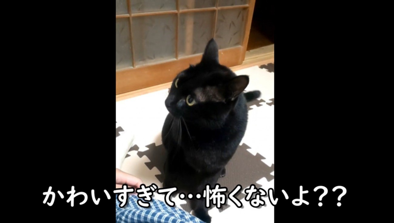 黒猫
