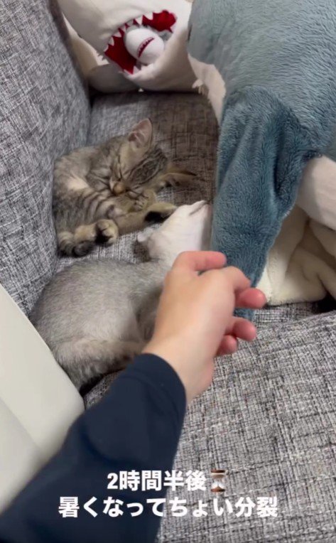 ソファで寝ている2匹の子猫