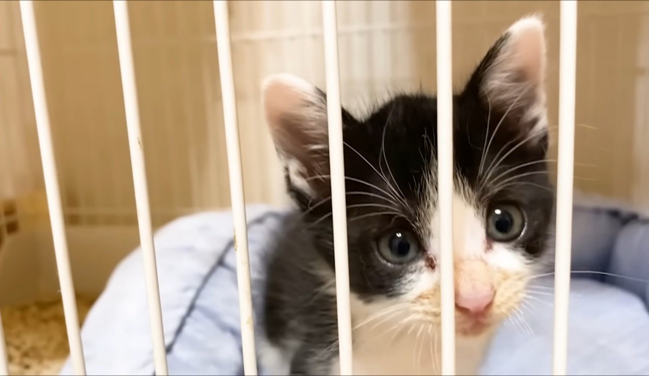 こちらを見つめる子猫