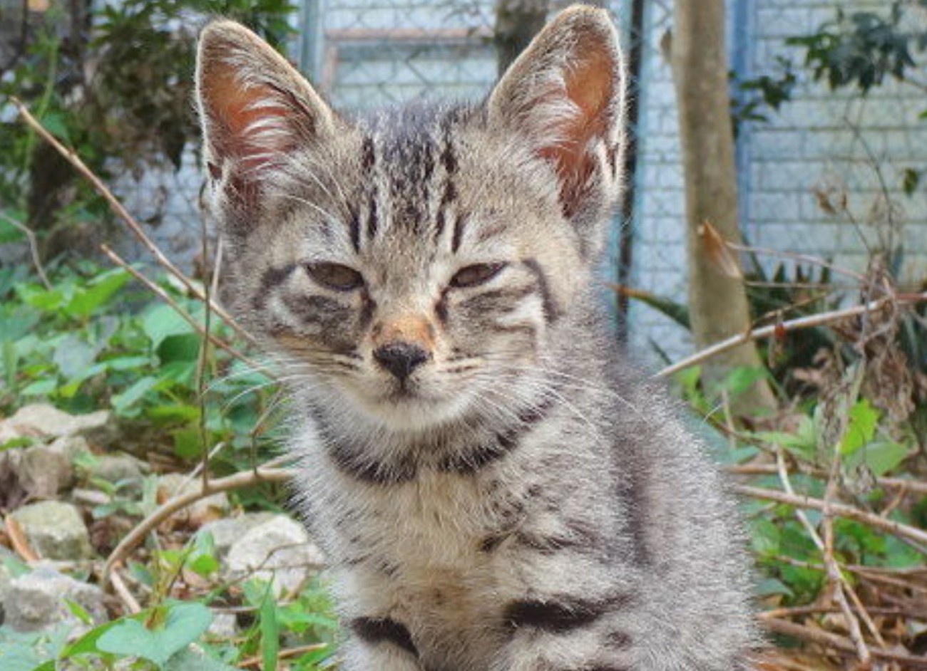 鋭い子猫の表情