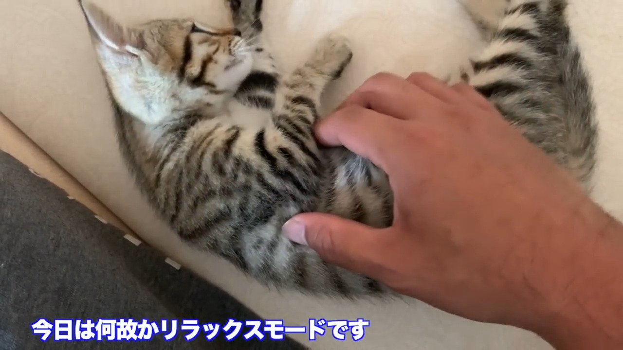 タロちゃん
