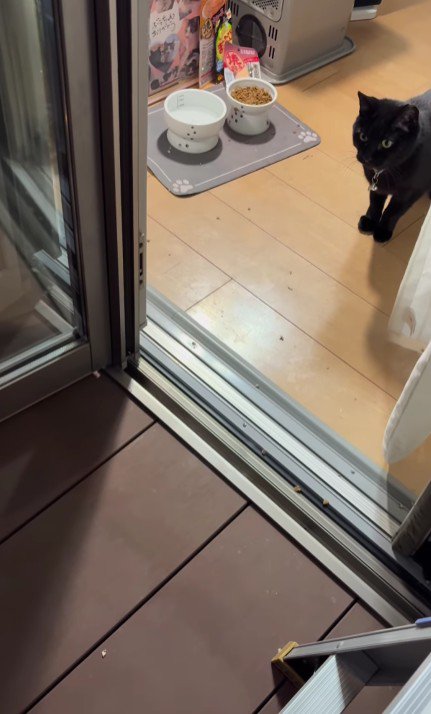 ベランダに出ようとする猫