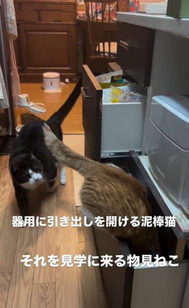 引き出しを開けている猫とそれを見ている猫