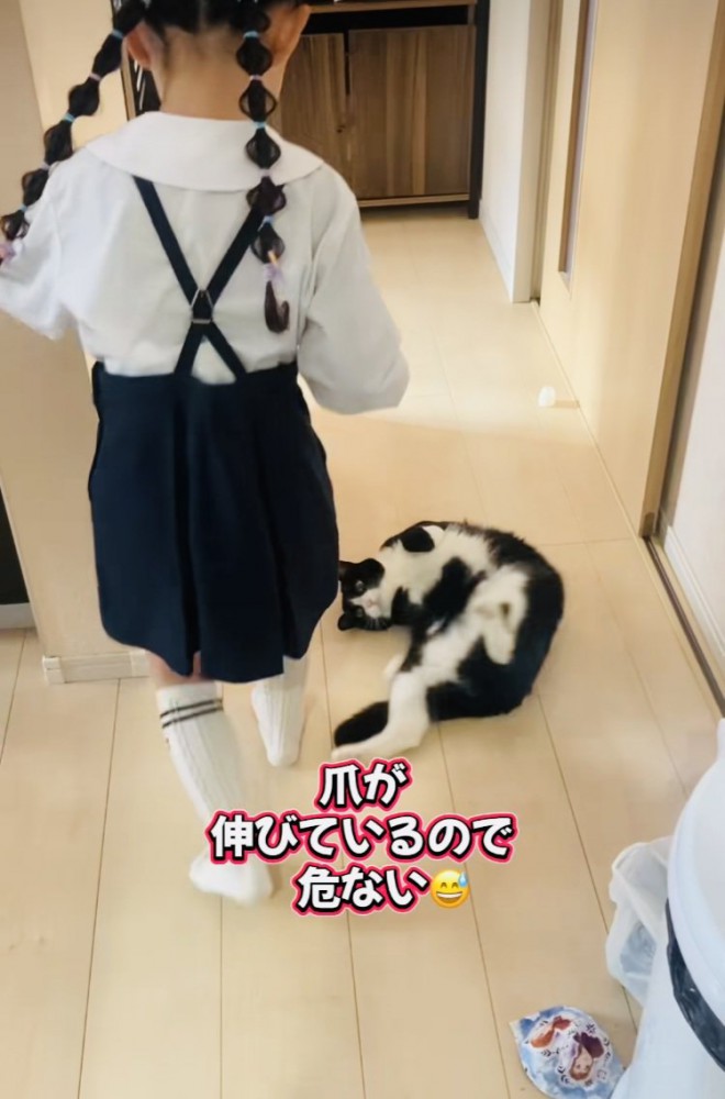 娘さんを通せんぼするハチワレ猫